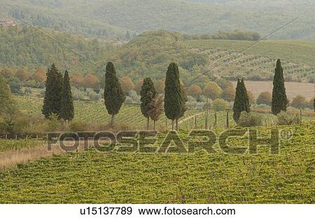 Landscapes - Tuscany, Italy View Large Photo Image Stock Photo - Landscapes - Tuscany, Italy. Fotosearch