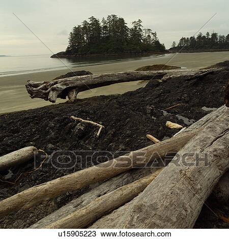 Logs and Rocks on beach, Pacific Rim National Park, Vancouver Island, Canada View Large Photo Image Stock Image - Logs and Rocks on beach, Pacific Rim National Park, Vancouver Island, Canada. Fotosearch