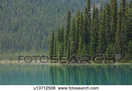 Lush green vegetation around a lake, Rocky Mountains, Canada View Large Photo Image Stock Photo - Lush green vegetation around a lake, Rocky Mountains, Canada. Fotosearch