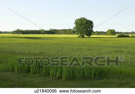 Stock Photograph - Manitoba Prairie Scenes. Fotosearch