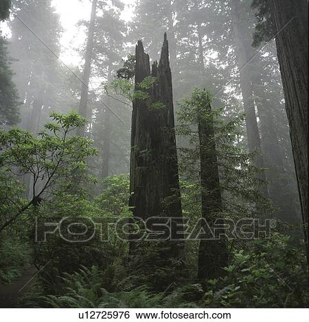 Photographs of Redwood Forest, California View Large Photo Image Stock Photograph - Photographs of Redwood Forest, California. Fotosearch