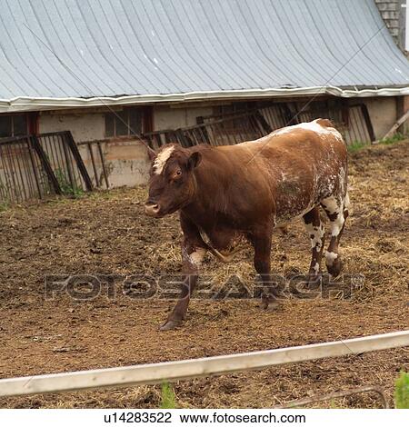 Stock Image - Prince Edward Island - Canada. Fotosearch