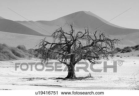 Stock Image - Sand Dunes of Sossusvlei - Namib desert, Namibia. Fotosearch