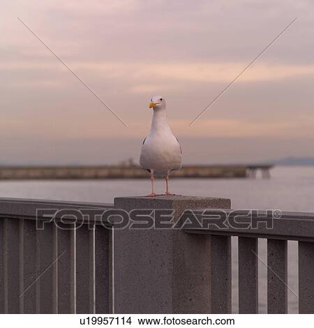 Seagull on Fence View Large Photo Image Picture - Seagull on Fence. Fotosearch