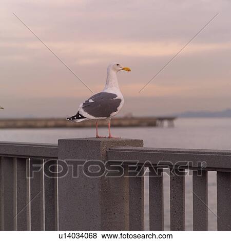 Seagull on Fence View Large Photo Image Stock Photo - Seagull on Fence. Fotosearch