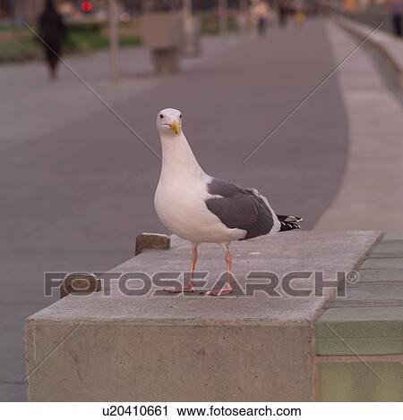 Seagull on Post View Large Photo Image Stock Image - Seagull on Post. Fotosearch