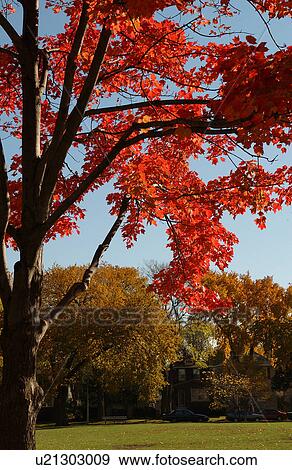 Tree with red leaves in Oak Park in Chicago View Large Photo Image Stock Photo - Tree with red leaves in Oak Park in Chicago. Fotosearch