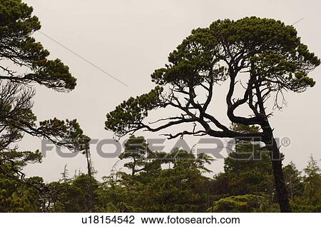 Stock Image - Trees in forest, Wild Pacific Trail, Vancouver Island, Canada. Fotosearch