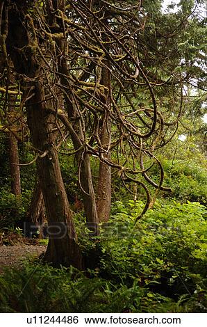 Trees in forest, Wild Pacific Trail, Vancouver Island, Canada View Large Photo Image Stock Photograph - Trees in forest, Wild Pacific Trail, Vancouver Island, Canada. Fotosearch