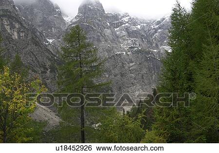 Trees with a snowy mountain range in the background View Large Photo Image Stock Photograph - Trees with a snowy mountain range in the background. Fotosearch