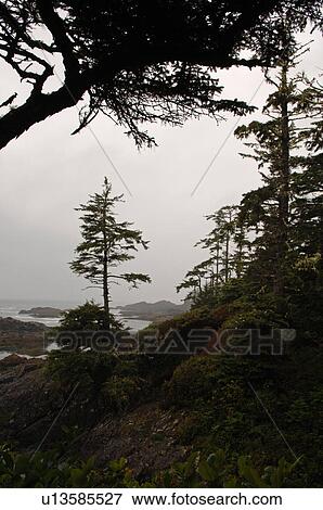 View along Wild Pacific Trail, Pacific Rim National Park, Vancouver Island, Canada View Large Photo Image Stock Photo - View along Wild Pacific Trail, Pacific Rim National Park, Vancouver Island, Canada. Fotosearch