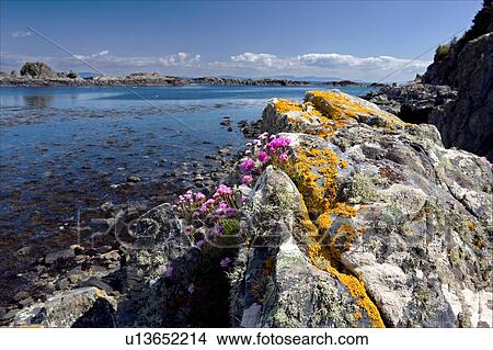 Arolainish Bay, Isle of Mull, Scotland, at low tide, with lichen and sea thrift covering rocks in foreground and shoreline beyond inlet View Large Photo Image Picture - Arolainish Bay, Isle of Mull, Scotland, at low tide, with lichen and sea thrift covering rocks in foreground and shoreline beyond inlet. Fotosearch