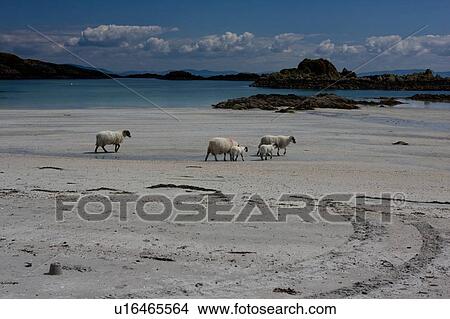Picture - Arolainish Bay, Isle of Mull, Scotland, sheep crossing beach. Fotosearch