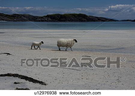 Arolainish Bay, Isle of Mull, Scotland with tidal pools at beach reflecting blue sky and white cloud formations, sheep crossing beach View Large Photo Image Stock Photo - Arolainish Bay, Isle of Mull, Scotland with tidal pools at beach reflecting blue sky and white cloud formations, sheep crossing beach. Fotosearch