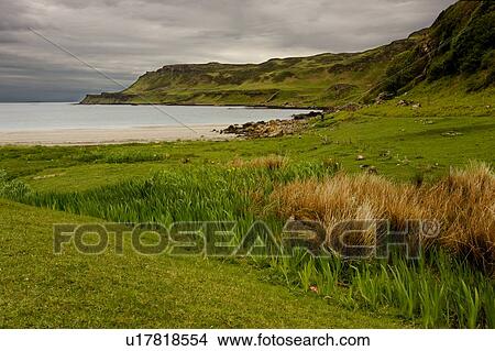 Picture - beach view at Calgary bay on overcast day, Isle of Mull, Scotland, with grassy slopes and tufts in foreground. Fotosearch