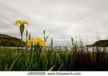 Stock Photo - beach view at Calgary bay on overcast day, Isle of Mull, Scotland, with wild yellow irises in foreground. Fotosearch