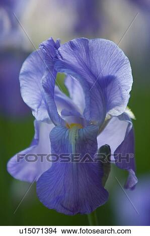 Picture - close up of blue iris bloom. Fotosearch