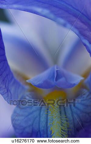 Stock Image - close up of blue iris bloom. Fotosearch