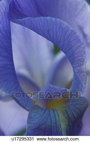 close up of blue iris bloom View Large Photo Image Stock Image - close up of blue iris bloom. Fotosearch