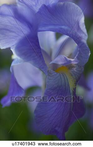 close up of blue iris bloom View Large Photo Image Stock Image - close up of blue iris bloom. Fotosearch