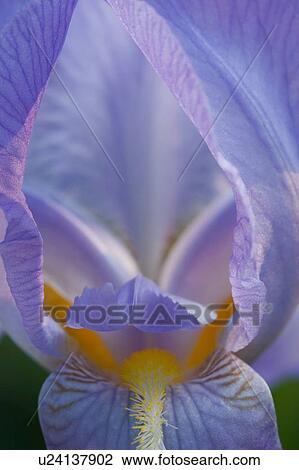 close up of blue iris bloom View Large Photo Image Stock Image - close up of blue iris bloom. Fotosearch