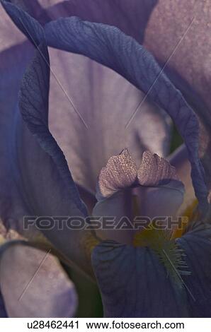 close up of blue iris bloom View Large Photo Image Stock Image - close up of blue iris bloom. Fotosearch