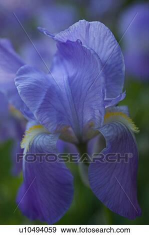 close up of blue iris bloom View Large Photo Image Stock Photo - close up of blue iris bloom. Fotosearch