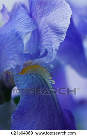 close up of blue iris bloom View Large Photo Image Stock Photo - close up of blue iris bloom. Fotosearch