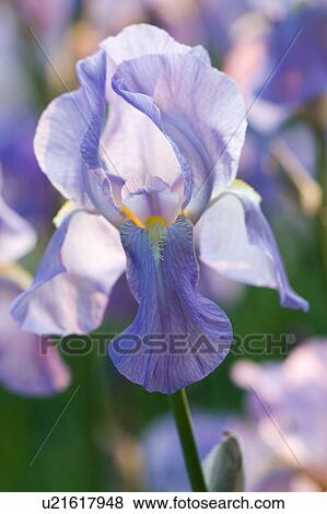 close up of blue iris bloom View Large Photo Image Stock Photo - close up of blue iris bloom. Fotosearch