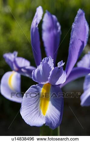 close up of blue iris bloom View Large Photo Image Stock Photograph - close up of blue iris bloom. Fotosearch