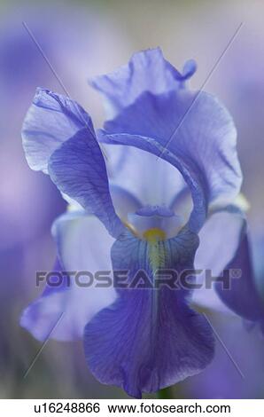 Stock Photograph - close up of blue iris bloom. Fotosearch