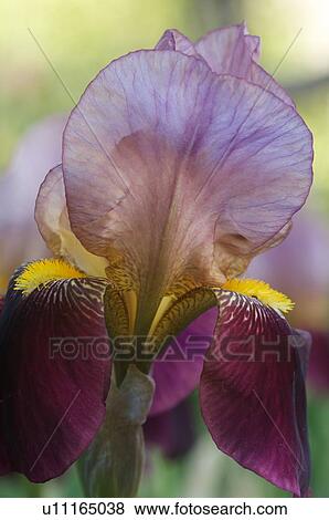 Stock Photo - close up of magenta iris bloom. Fotosearch