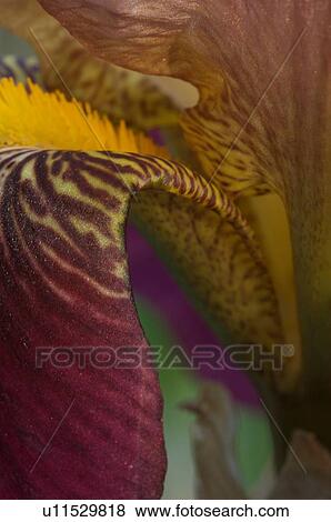 Stock Photo - close up of magenta iris bloom. Fotosearch