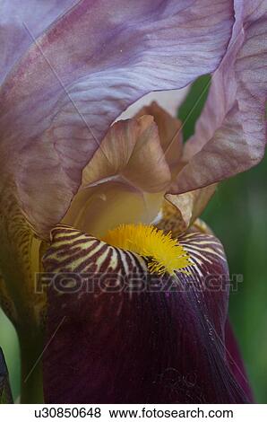 Stock Photo - close up of magenta iris bloom. Fotosearch