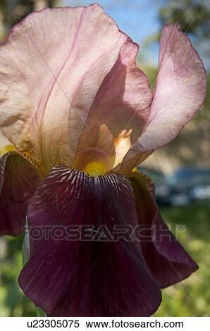Stock Photography - close up of magenta iris bloom. Fotosearch