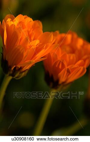 Close up of orange marigolds View Large Photo Image Stock Image - Close up of orange marigolds. Fotosearch