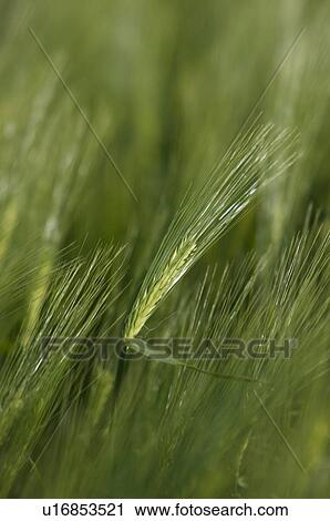 Close up of wheat blowing in wind, in afternoon sunlight View Large Photo Image Stock Image - Close up of wheat blowing in wind, in afternoon sunlight. Fotosearch