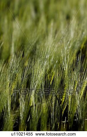 Stock Photography - Close up of wheat blowing in wind, in afternoon sunlight. Fotosearch