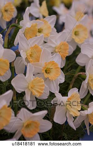 closeup of bicoloured daffodils, white and yellow View Large Photo Image Stock Image - closeup of bicoloured daffodils, white and yellow. Fotosearch