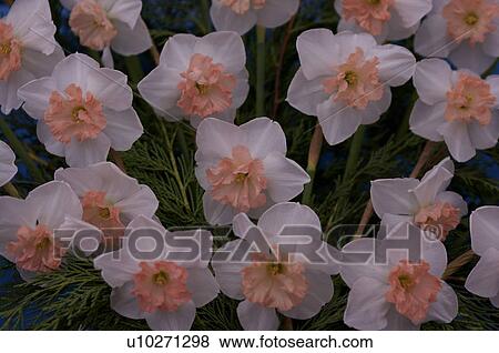 closeup of bicoloured daffodils, white and pink View Large Photo Image Stock Photo - closeup of bicoloured daffodils, white and pink. Fotosearch