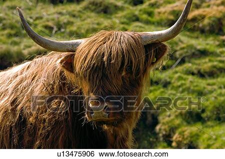 Stock Photograph - closeup of Highland cow face view. Fotosearch