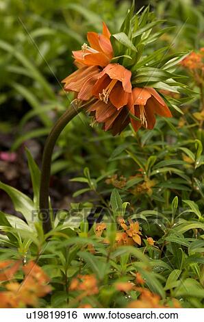 Stock Photograph - closeup of orange fritillaria. Fotosearch