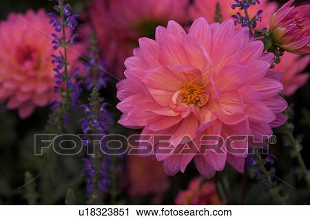 closeup of pink dahlia, blue salvia View Large Photo Image Stock Image - closeup of pink dahlia, blue salvia. Fotosearch