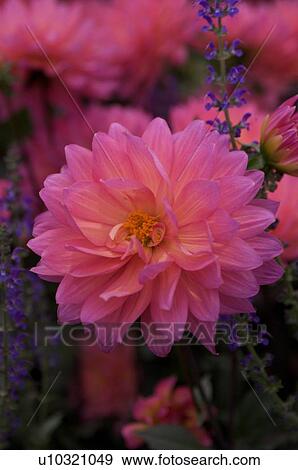 Stock Photo - closeup of pink dahlia with blue salvia. Fotosearch