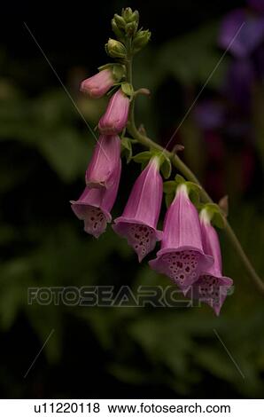 closeup of purple foxglove View Large Photo Image Stock Photo - closeup of purple foxglove. Fotosearch
