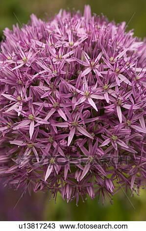 closeup of purple giant allium View Large Photo Image Stock Image - closeup of purple giant allium. Fotosearch