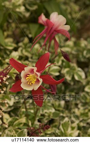 Stock Image - closeup of red and white columbine. Fotosearch