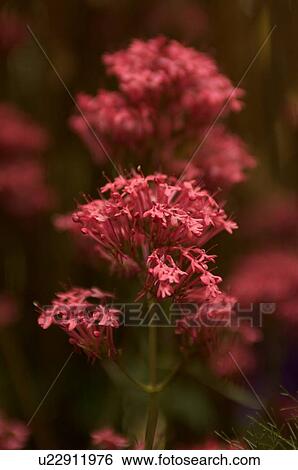 closeup of red coral bells View Large Photo Image Stock Photograph - closeup of red coral bells. Fotosearch