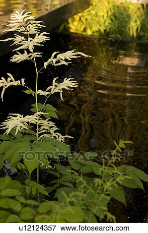 closeup of white astilbe, ornamental pond View Large Photo Image Stock Photo - closeup of white astilbe, ornamental pond. Fotosearch