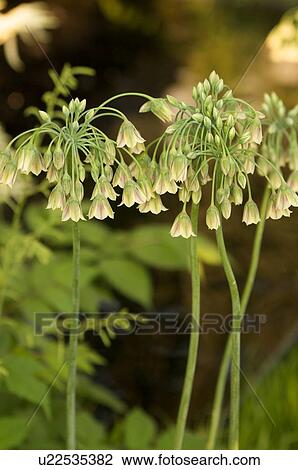 closeup of white fritillaria View Large Photo Image Stock Image - closeup of white fritillaria. Fotosearch